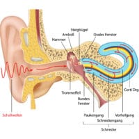 Der Aufbau des menschlichen Ohres