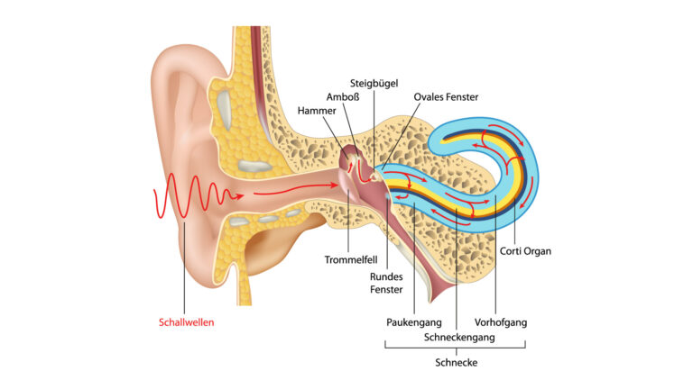 Der Aufbau des menschlichen Ohres